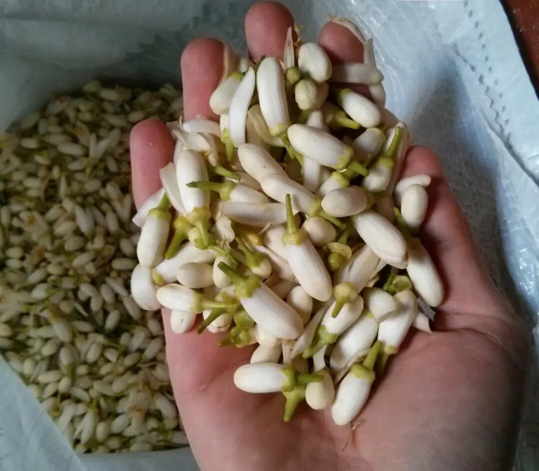 Orange blossom harvest